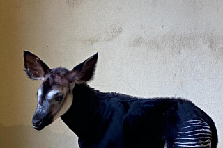 Nuovo fiocco al Parco zoo di Falconara: nato un okapi, mammifero a rischio estinzione